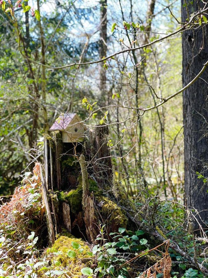 Mt Rainier Little Green Cabin On Big Creek! Ashford Exteriér fotografie